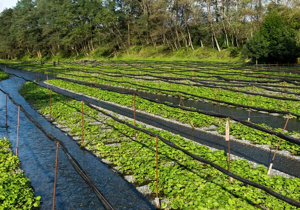 Fresh Japanese Wasabi farm — Stock Photo, Image