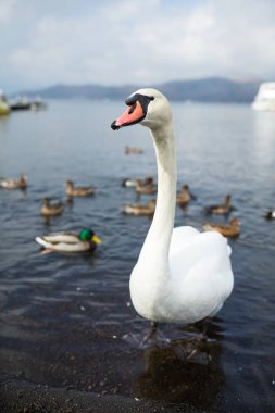 Suda yüzen ördekler ile Kuğu 