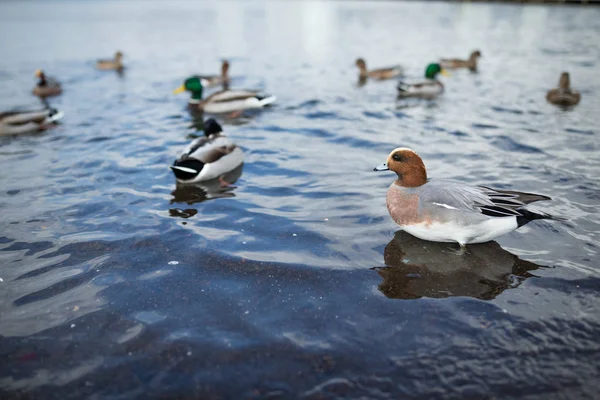 湖上的一群鸭子 — 图库照片