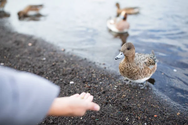 Kvinna utfodring duck på sjön — Stockfoto