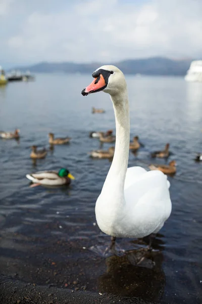 Schwan mit im Wasser schwimmenden Enten — Stockfoto