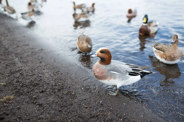 Änder på sjöstranden — Stockfoto