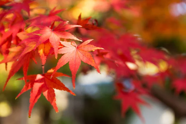 Autumn maple leaves on tree