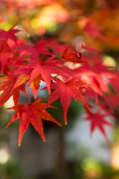 Autumn maple leaves on tree — Stock Photo, Image