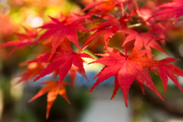 Feuilles d'érable d'automne sur arbre — Photo