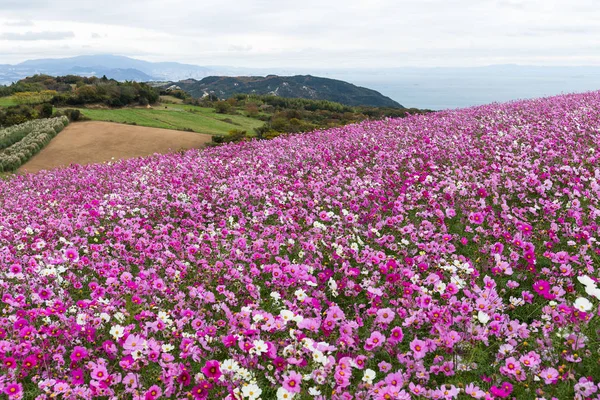 Campo de flores Cosmos — Fotografia de Stock