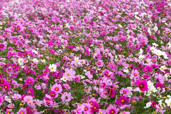 Cosmos campo de flores — Foto de Stock