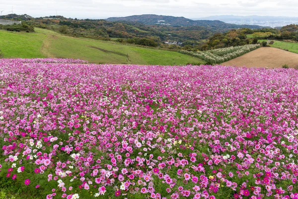 Campo di fiori del cosmo — Foto Stock