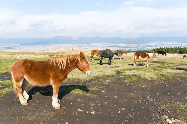 Pâturage des chevaux dans les champs à la ferme — Photo