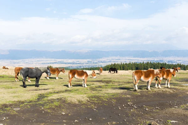 Cavalos pastando no campo na fazenda — Fotografia de Stock