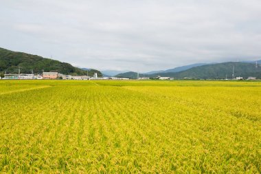 Çeltik pirinç alan çayır