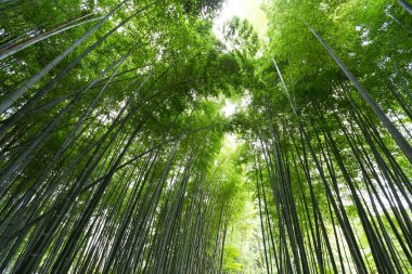 arashiyama bambu ormanı 