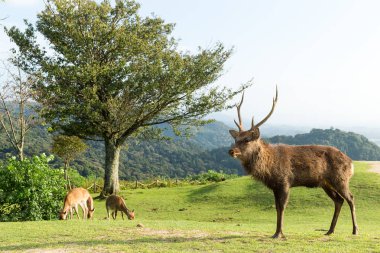 Mount Wakakusa erkeklere özel geyikler