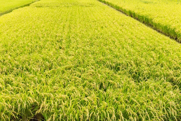 Рисовый луг Пэдди — стоковое фото