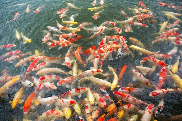 Koi fish swimming in pond — Stock Photo, Image