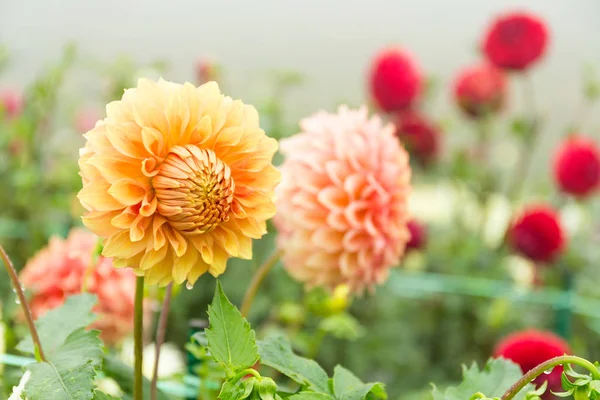 Vackra krysantemum blommor i trädgården — Stockfoto