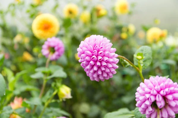 Hermosas flores de crisantemos en el jardín — Foto de Stock