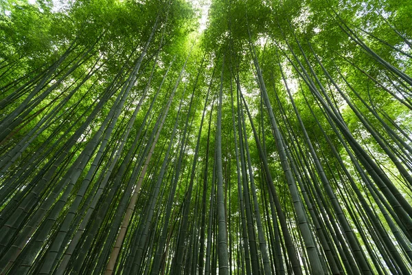 Arashiyama μπαμπού δάσος — Φωτογραφία Αρχείου