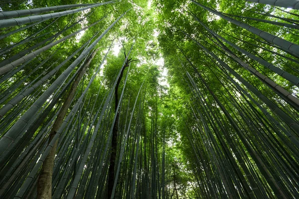 Bamboo jungle forest — Stock Photo, Image