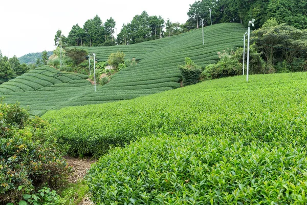 Zelené čajové pole — Stock fotografie