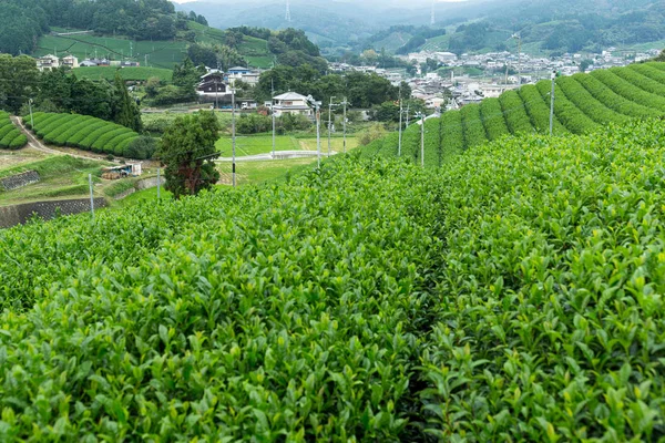 Green Tea plantation terraced farm — Stock Photo, Image