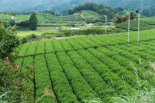 Čajové plantáže terasovité farma — Stock fotografie