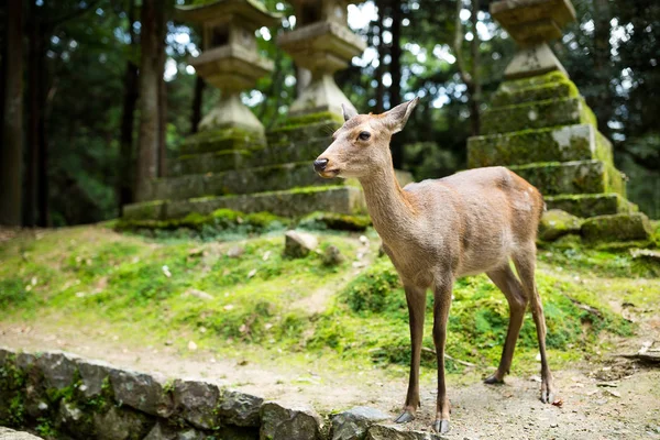 奈良公園の雌シカ — ストック写真