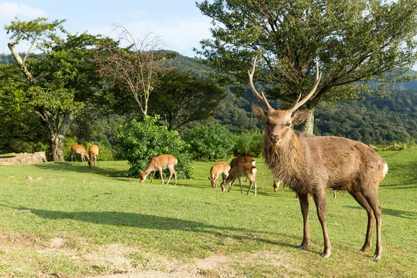 Veados pastando no Monte Wakakusa — Fotografia de Stock