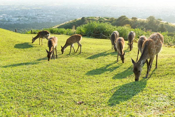 와카쿠사 산에 풀을 먹는 Deers — 스톡 사진