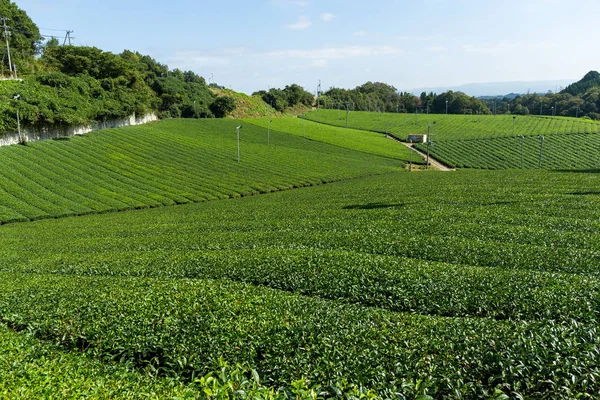 Herbata plantation tarasowych farm — Zdjęcie stockowe