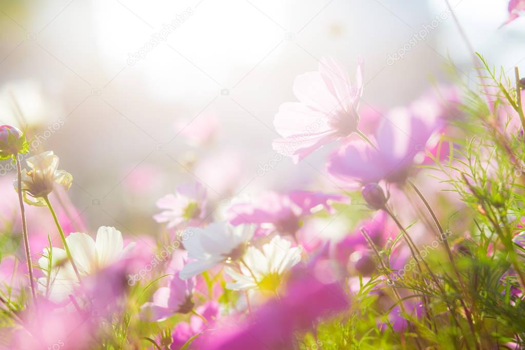 Beautiful flowers in garden at sunset