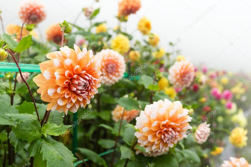 Beautiful Chrysanthemums flowers in garden