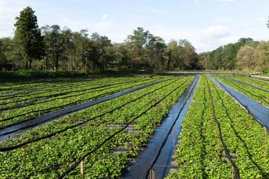 Yeşil Wasabi çayır