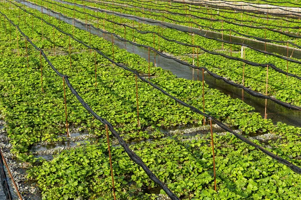 Padang rumput Wasabi yang segar — Stok Foto