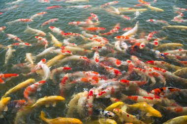 Koi Carps balık