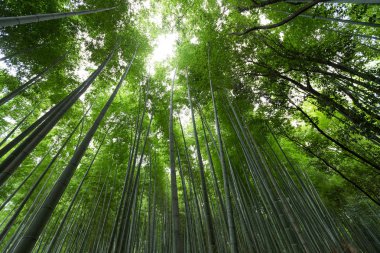 Arashiyama bambu bahçeleri 