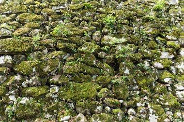 eski taş duvar yosun ile büyümüş