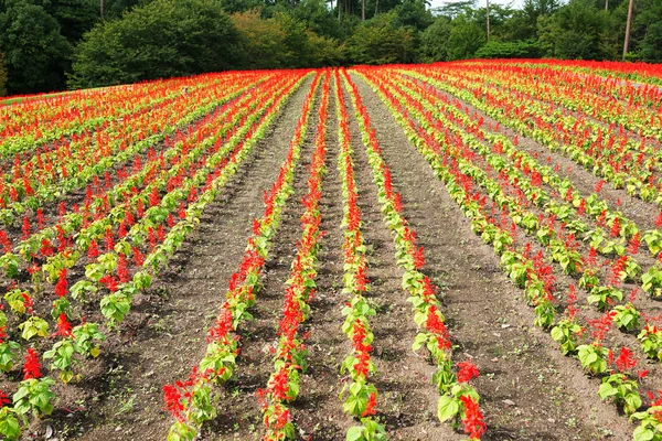 Campo vermelho de salvia — Fotografia de Stock