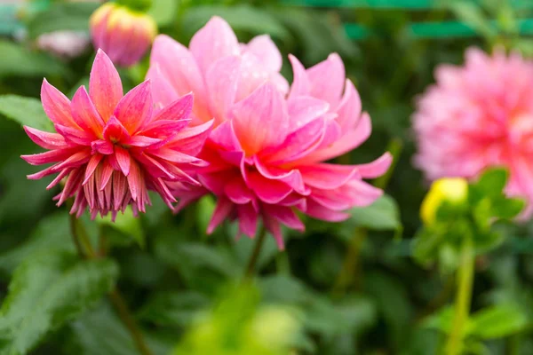 Hermosas flores de crisantemos en el jardín — Foto de Stock