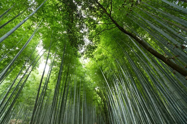 Floresta da selva de bambu — Fotografia de Stock