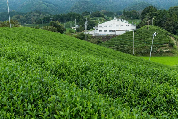 Grönt te plantage gård — Stockfoto