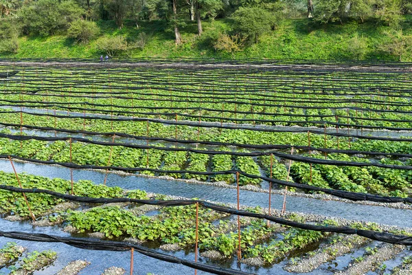 Grünes Wasabi-Feld auf Bauernhof — Stockfoto