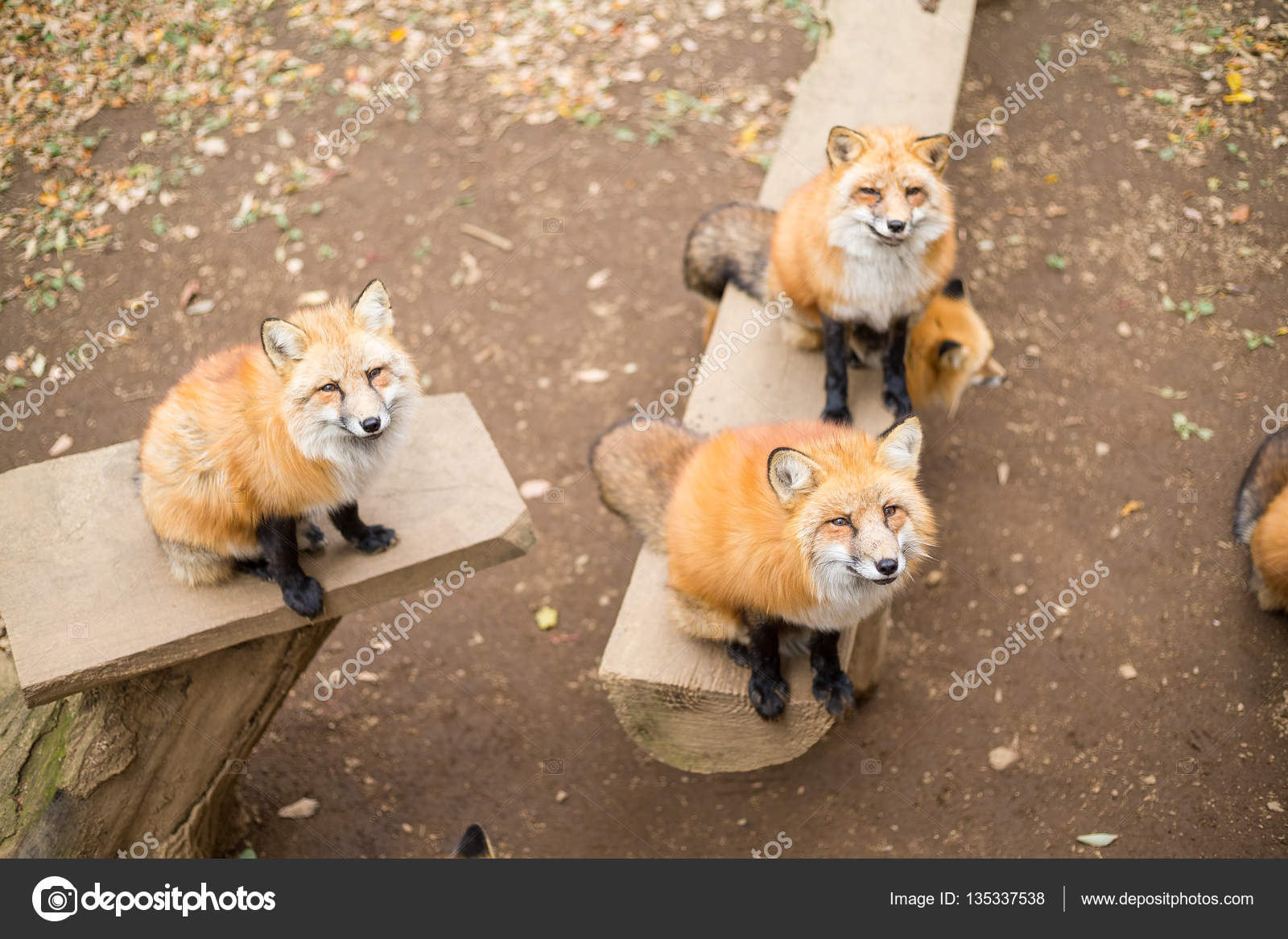 Group of foxes at zoo park — Stock Photo © leungchopan 135337538