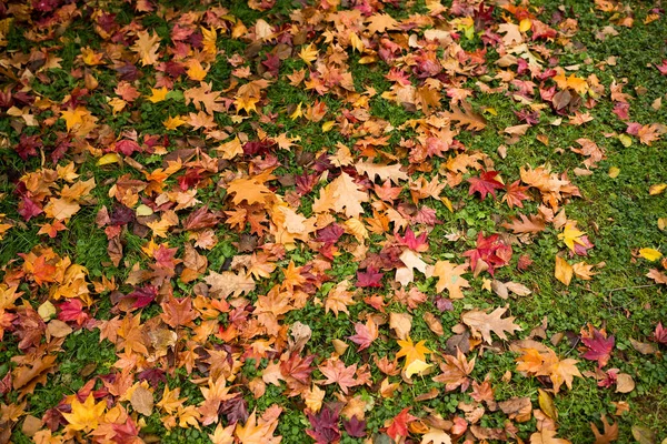 Maple leaves on ground — Stock Photo, Image