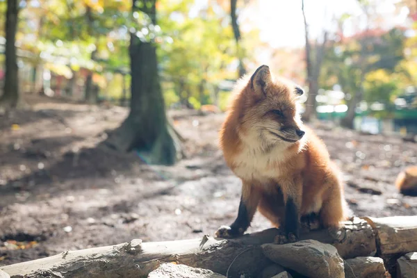 可爱的狐狸在森林里 — 图库照片