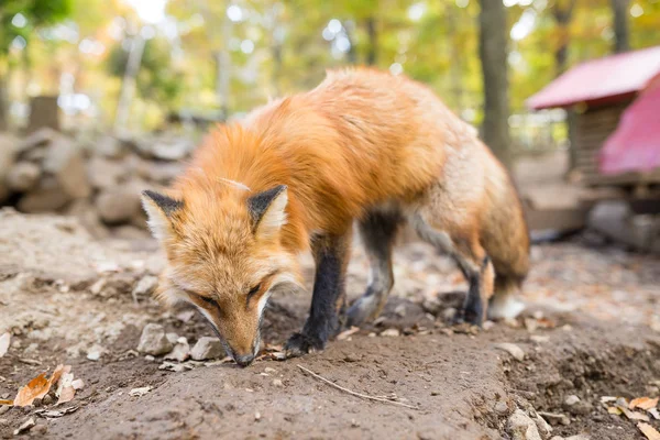 Cute fox at park — Stock Photo, Image