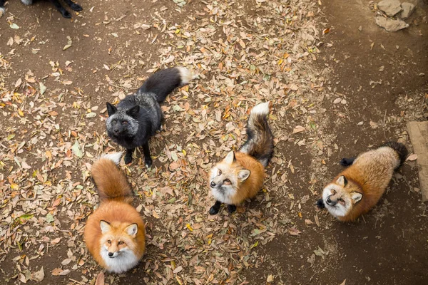 Group of foxes looking for food — Stock Photo, Image