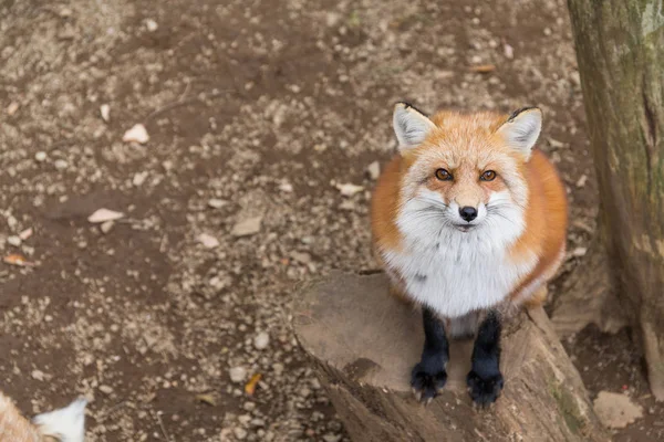 Fox guarda in alto nella foresta — Foto Stock