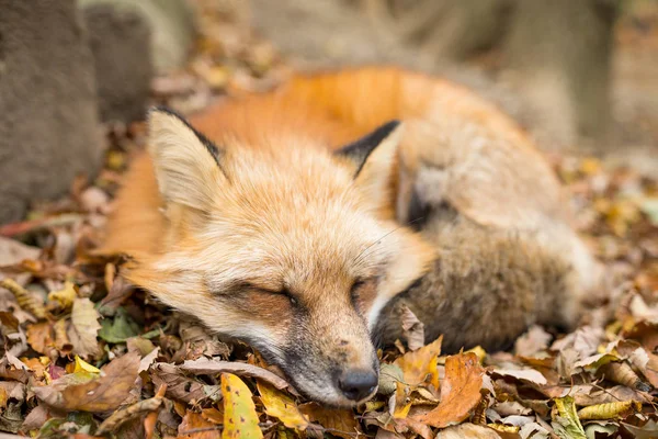 Fox dorme nella foresta — Foto Stock