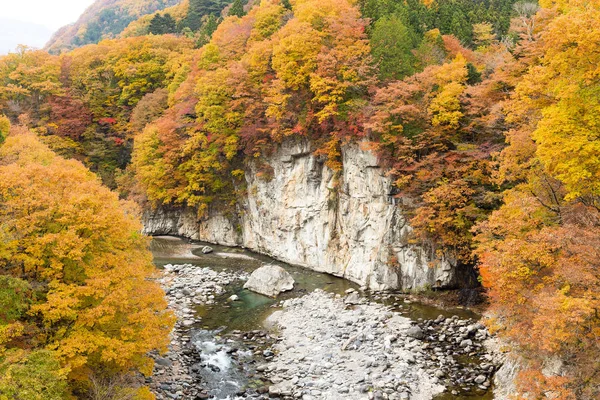 Autumn forest and river in Japan — Stock Photo, Image